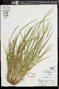 Carex cumberlandensis image