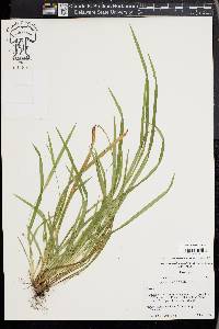 Carex cumberlandensis image