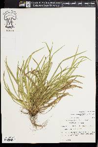 Carex cumberlandensis image