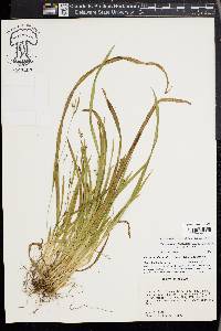 Carex cumberlandensis image