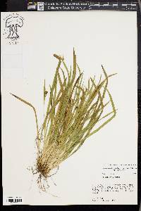 Carex cumberlandensis image