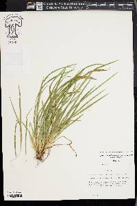 Carex cumberlandensis image