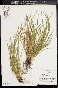 Carex cumberlandensis image