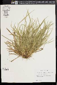 Carex cumberlandensis image