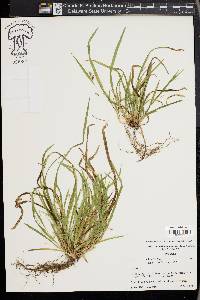 Carex cumberlandensis image