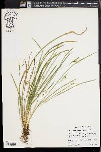 Carex cumberlandensis image