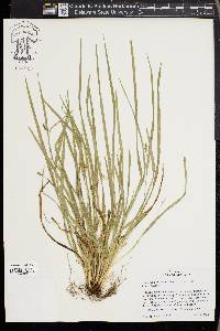 Carex cumberlandensis image