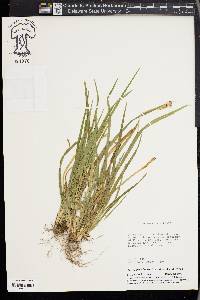 Carex cumberlandensis image