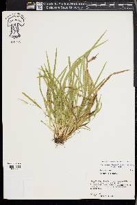 Carex cumberlandensis image