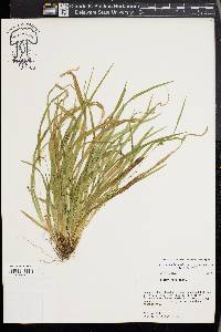 Carex cumberlandensis image