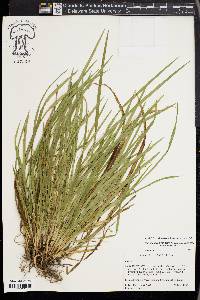 Carex cumberlandensis image