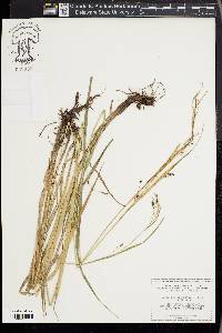 Carex davisii image