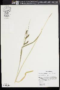 Carex davisii image