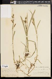 Carex davisii image