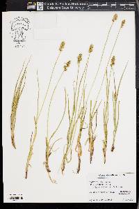 Carex davalliana image