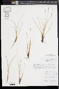 Carex davalliana image