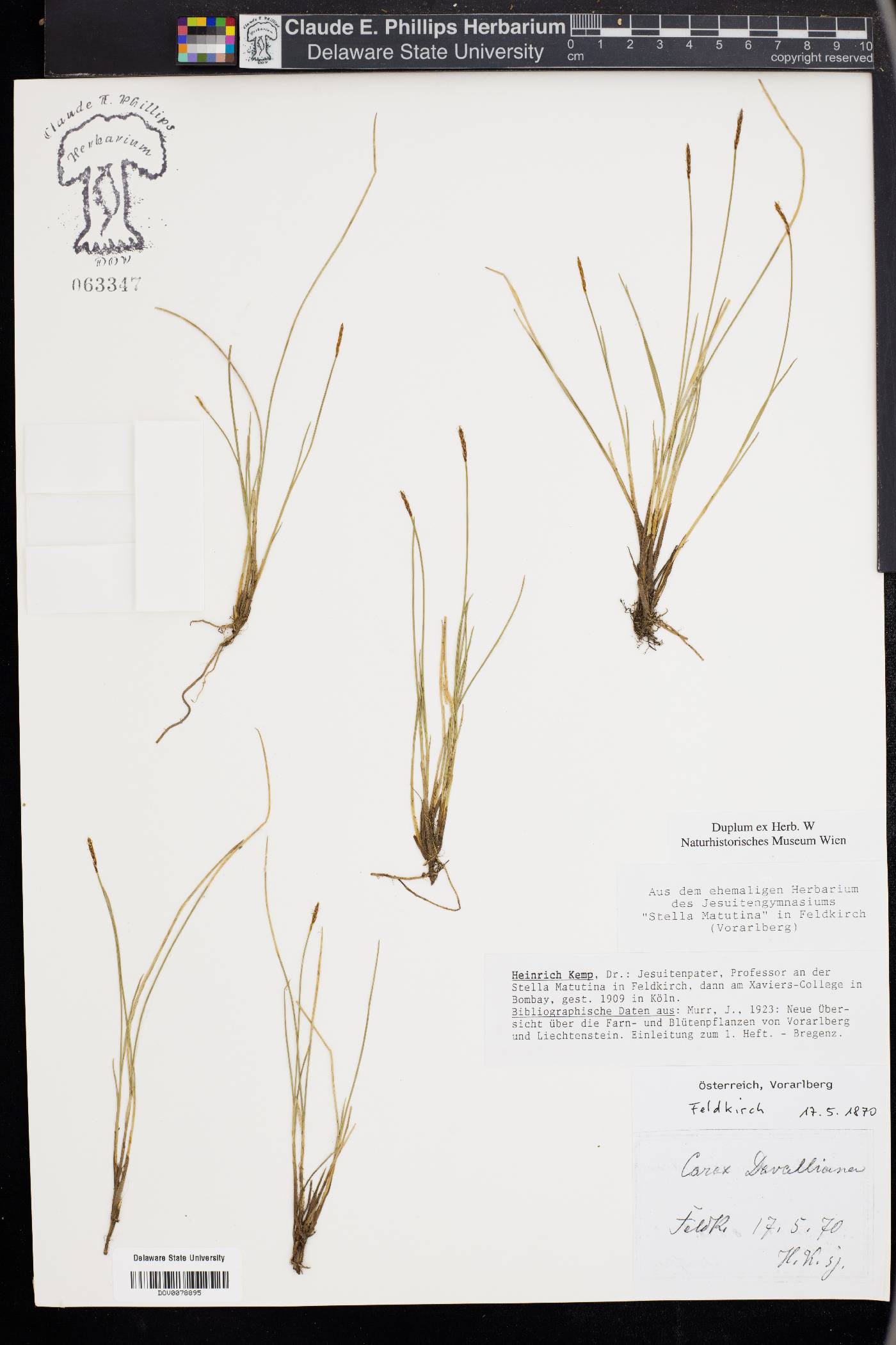 Carex davalliana image