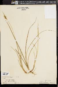 Carex dasycarpa image