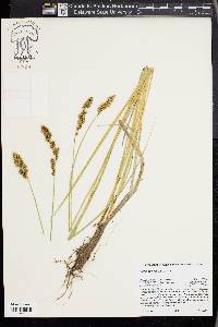 Carex cusickii image