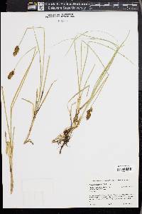 Carex cusickii image