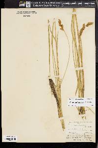 Carex cusickii image