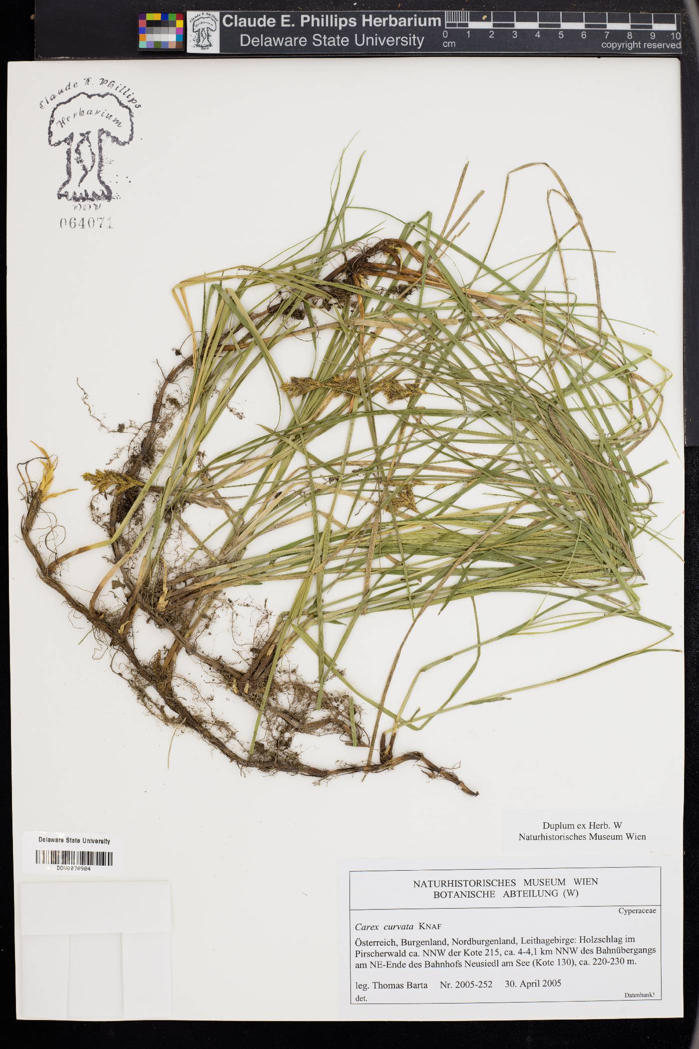 Kobresia fragilis image