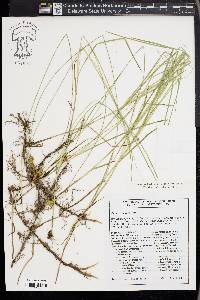 Kobresia fragilis image