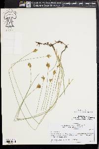 Kobresia fragilis image