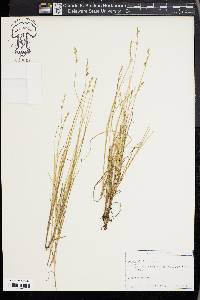 Kobresia fragilis image