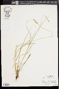Kobresia fragilis image