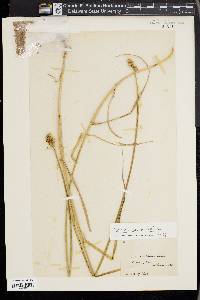 Carex cumulata image