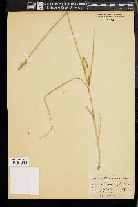 Carex cumulata image