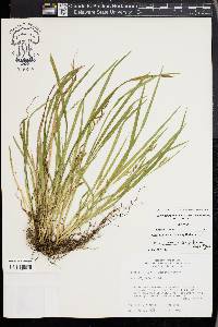 Carex cumberlandensis image