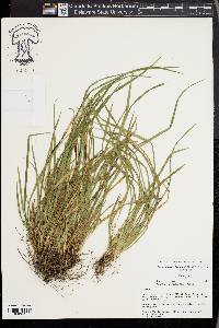 Carex cumberlandensis image