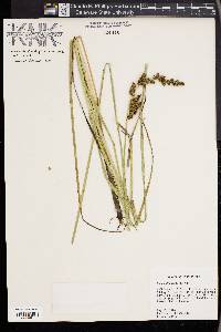 Carex decomposita image