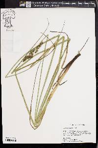 Carex decomposita image