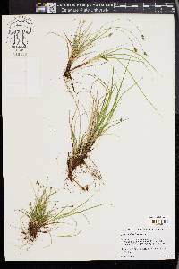 Carex deflexa image