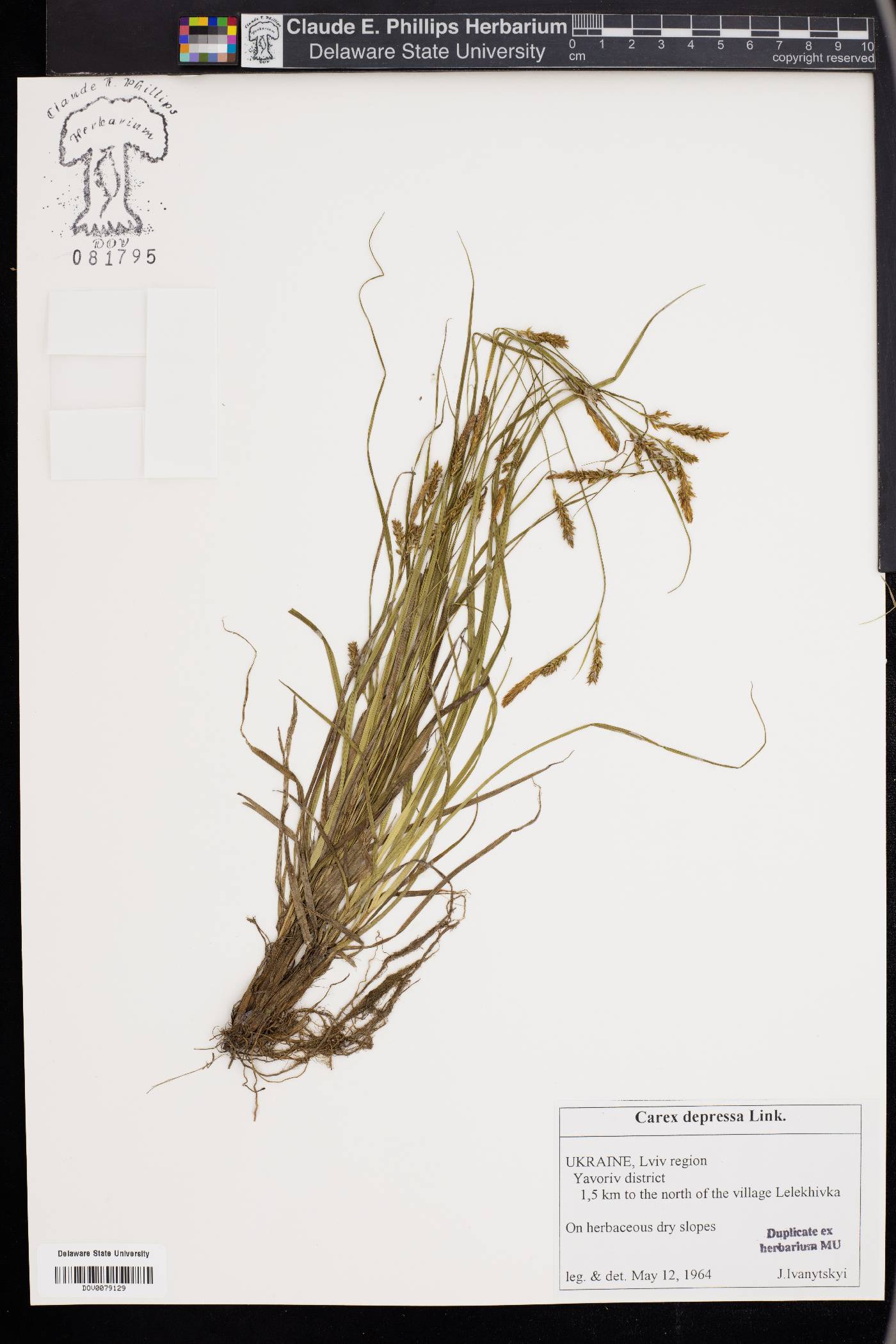 Carex depressa image