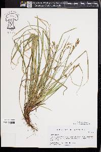 Carex digitata image