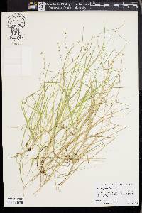 Carex disperma image