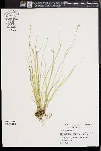 Carex disperma image