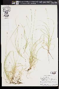 Carex disperma image