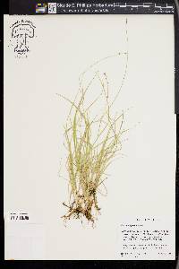 Carex disperma image