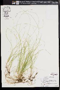 Carex disperma image