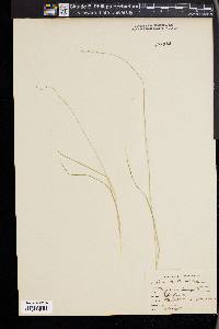 Carex disperma image