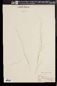 Carex disperma image