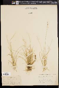 Carex disperma image