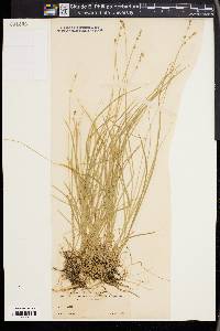 Carex disperma image