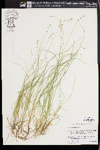 Carex disperma image