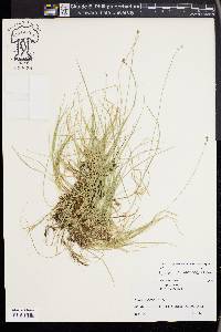 Carex disperma image